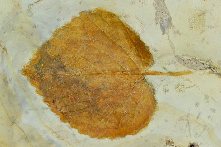 Fossil Leaf (Davidia) - Montana #120851